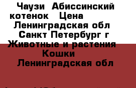 Чаузи. Абиссинский котенок › Цена ­ 23 000 - Ленинградская обл., Санкт-Петербург г. Животные и растения » Кошки   . Ленинградская обл.